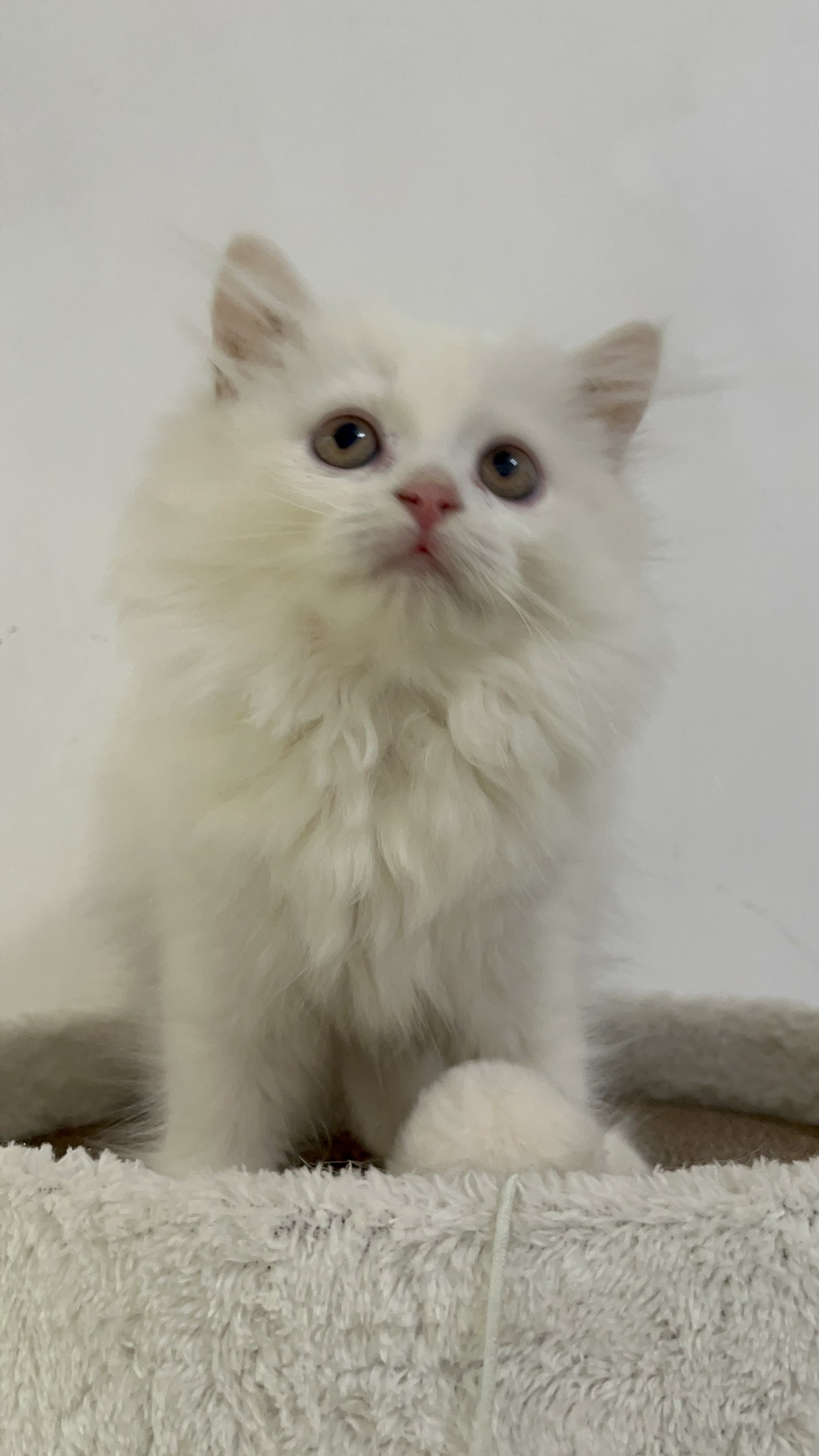 长毛纯白五粉猫妹妹